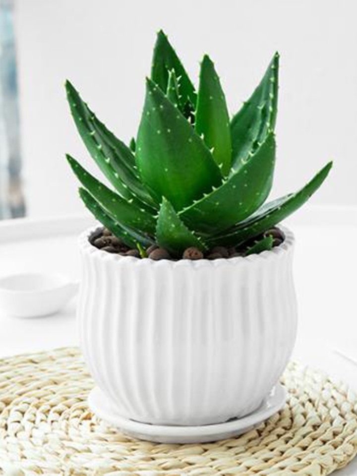 水榭花乡芦荟防辐射水养小盆栽