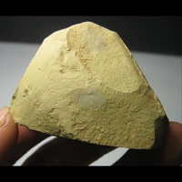 Ископаемое AF4110UF Юньнан Ченгцзян и другие колючие окаменелости (4,7 см 41G)
