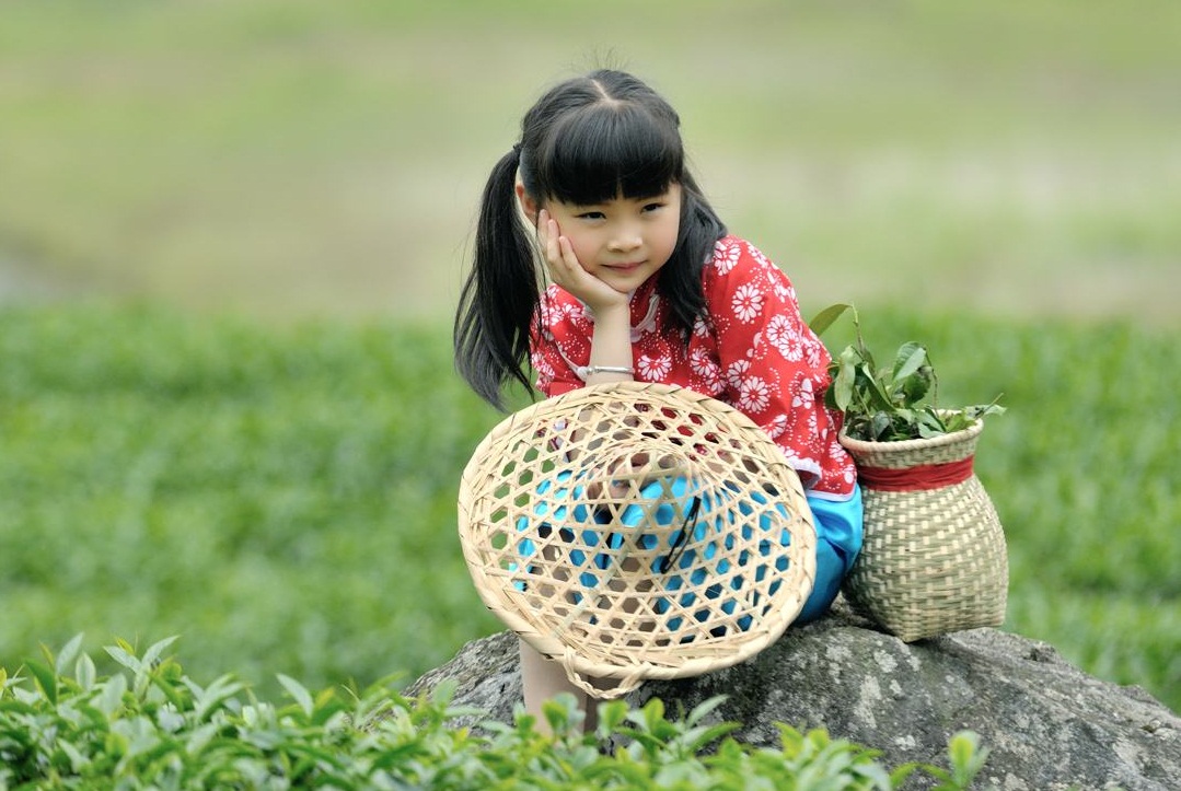 安吉白茶：叫着白茶的名，却是绿茶的身体1