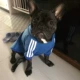 Собачья костяная кость капюшона и зима плюс бархатный синий
