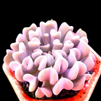 Цвета шампанского