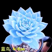 Peacock Blue Bird Bird 3-5 см