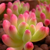 Абрикосового цвета Отомэ сердце 3-5см