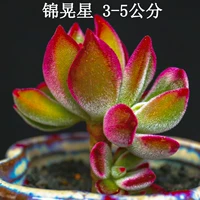 Jin Huangxing 3-5 см одиночной головы