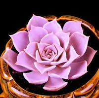 Лина Lotus 5-6 см.