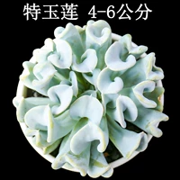 Специальный юлианский 4-5 см.