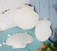 Большие белые гребешки (4,8 юань/кусок)