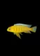 Big Eye Golden Butterfly Fish 4-5 см