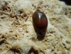 Ювелирные камни 木变石猫眼 珠宝奇石