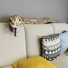 Плюшевая игрушка 宜家国内代购尤恩格斯库格 手套玩偶蛇形缅甸蟒 仿真蛇玩具