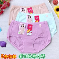 5 chính hãng 彩田 đồ lót sinh thái bông cotton 31056 eo 31057 cao eo nữ võ sĩ quyền Anh quan lot duc su