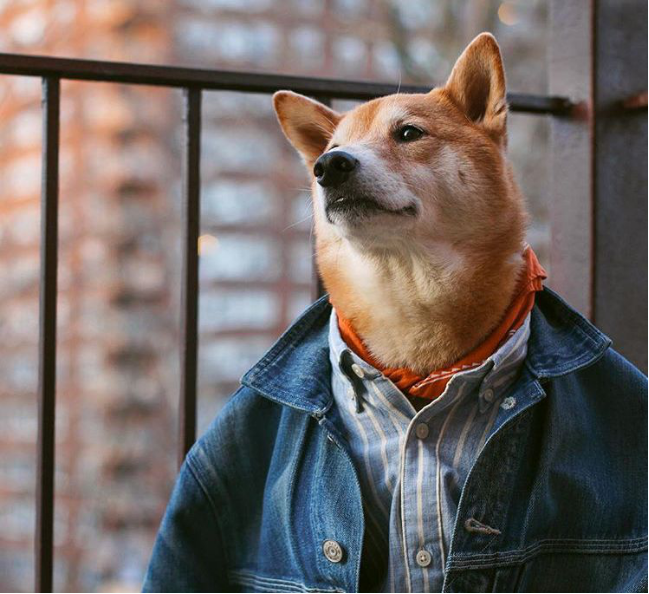 犬系男友穿搭范本你值得入手