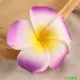 Один яичный цветок фиолетовый