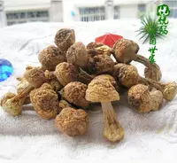 Gillsatutake Бразильский грибной гриб дикий Matsutake Mushroom Fujian высушенный тушеный суп 500 Выберите 500