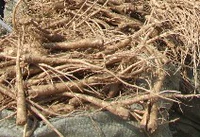 [Baicao Forest] Свежий Pyhoflash Three -Year Rough Strip Crispy Wood -Free, Корейский маленький маленький сырье десять фунтов, дайте один фунт