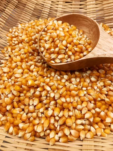 Сухое кукурузное зерно 1 кг попкорна, цветочная ферма, кукурузная кукурузная бутона рис الد ر ر ر ر