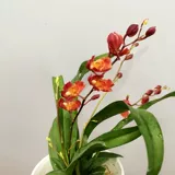 Wenxinlan красная божья божьи божьи коровки Yanglan.