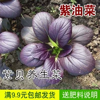 Овощи, семена овощей, балкон посадка овощей, семена с пурпурным рапсом в горшках, фиолетовые зеленые овощи
