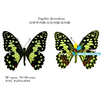 Dharma Cui Phoenix Butterfly Win -Хейл -бабочка.