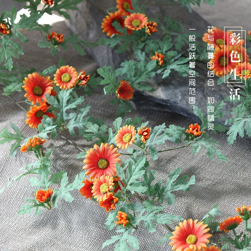 Моделирование ромашка маленькие виноградные лозы роза Роза Фахла цветочная виноградная лоза.