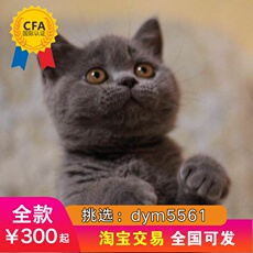 Другие 出售家养可爱粘人其它宠物品种齐全93