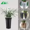 Товары от 登宏精品园艺