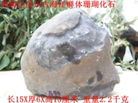 Гуйчжоу древний океан биомаринский каменный каменный камень Мотор Мотор Микрокармелона, Человеческая Эклипотическая битва Humanlasmum