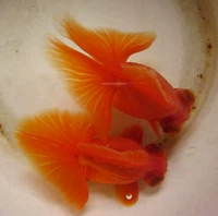 Видео оценить полную красную бабочку хвост Rugao Goldfise Boutique Ornamental Fish Buto Boutique Butterfly Tail