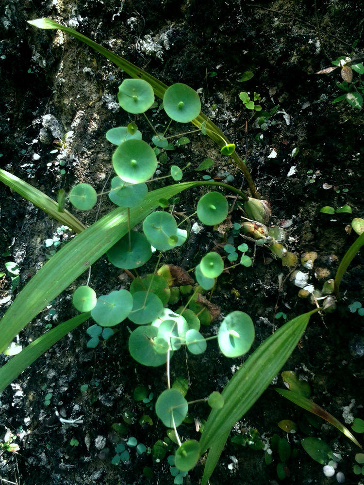 穿心草 办公桌花卉盆栽喜阴植物 水陆缸生态缸热带雨林造景素材