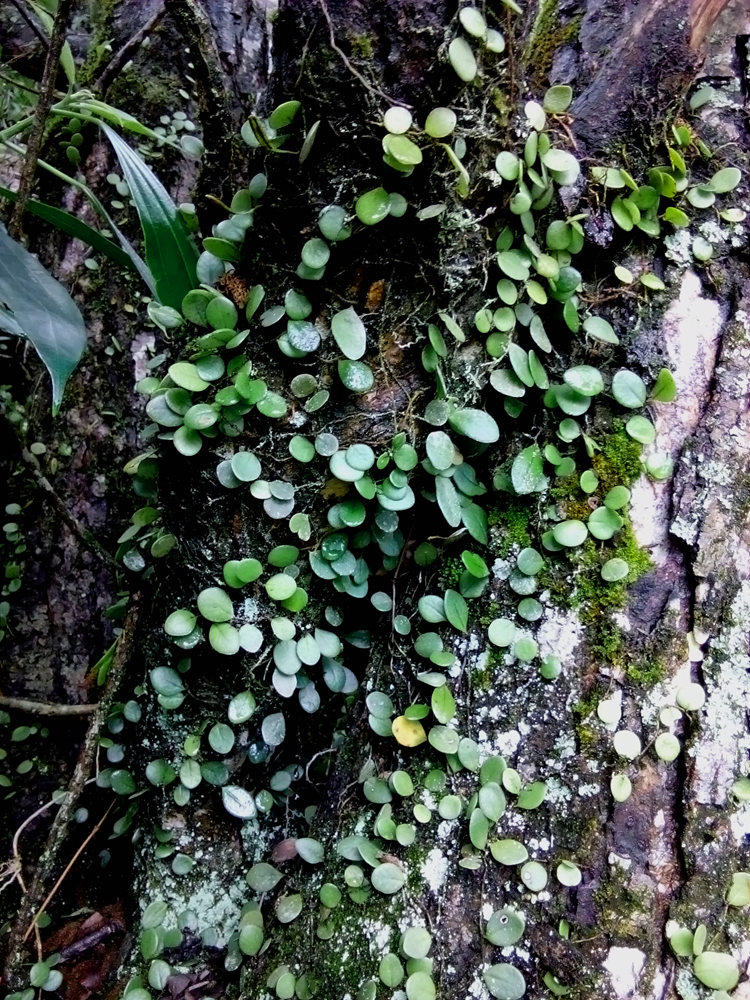 广西原生伏石蕨绿色植物盆栽水陆缸生态缸热带雨林造景素材