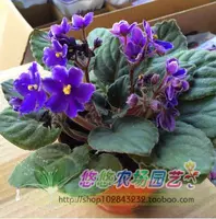 Семена фиолетовой, балконы, растения в горшках, четыре сезона, можно использовать для просмотра цветов, цветов, растений африканских фиолетовых цветочных семян