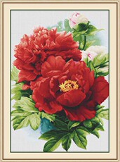 Вышитая картина 胡丽丽十字绣●dmc套件 娇艳的牡丹 富贵红 有精准印花印布