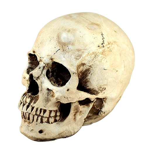 Реальная секретная волшебная опора с черепом, подбородок, съемная серая и белая опора для побега, модель черепа, обучающая модель