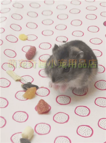 Домашнее разведения хомяка SS Трехнояжного серебряного пудинга Fox Golden Fox Различные домашние животные