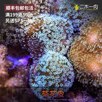 Хризантема кожаная кожаная коралловая морская вода LPS Морская вода рыба живая биологическая кожа