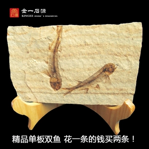 Западный лиаонинг Liaoning Wolf Ward Ward ископаемы
