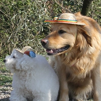 Pet hat Dog, выходящая из солнечной тени Шляпа Кот Солнцеля