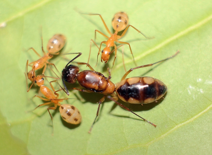 Camponotus maculatus aegyptiacus