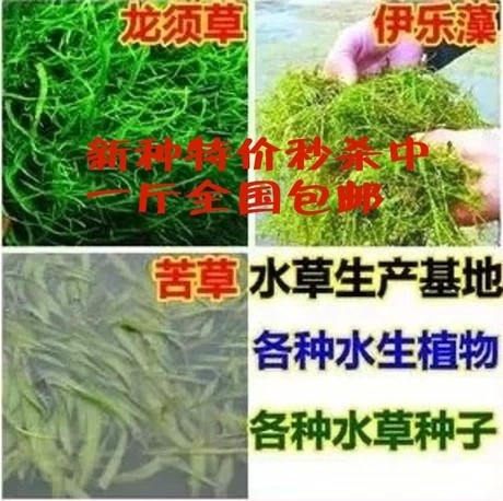 Семена Grass carp in pond aquaculture on lobster and crab grass seed pool round Ye Heizao Cao Potamogeton, Elodea nuttallii Myriophyllum Ye Heizao , nuttallii Семена Grass carp in pond aquaculture on lobster and crab grass seed pool round Ye Heizao Cao Potamogeton, Elodea nuttallii Myriophyllum Ye Heizao , nuttallii