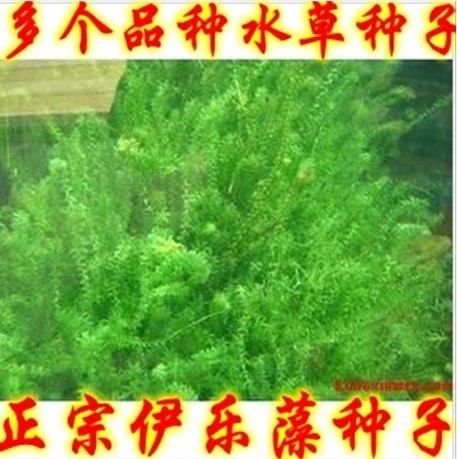 Семена Grass carp in pond aquaculture on lobster and crab grass seed pool round Ye Heizao Cao Potamogeton, Elodea nuttallii Myriophyllum Ye Heizao , nuttallii Семена Grass carp in pond aquaculture on lobster and crab grass seed pool round Ye Heizao Cao Potamogeton, Elodea nuttallii Myriophyllum Ye Heizao , nuttallii