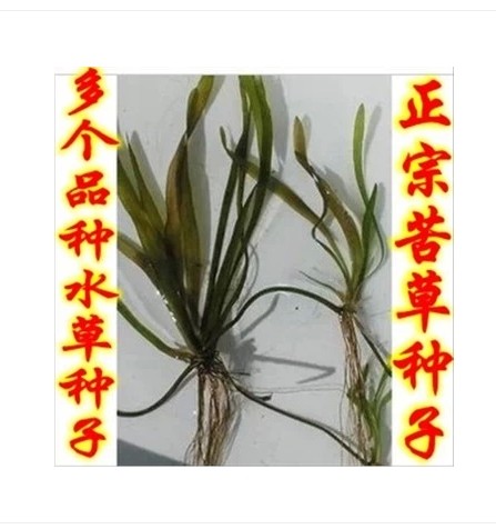 Семена Grass carp in pond aquaculture on lobster and crab grass seed pool round Ye Heizao Cao Potamogeton, Elodea nuttallii Myriophyllum Ye Heizao , nuttallii Семена Grass carp in pond aquaculture on lobster and crab grass seed pool round Ye Heizao Cao Potamogeton, Elodea nuttallii Myriophyllum Ye Heizao , nuttallii
