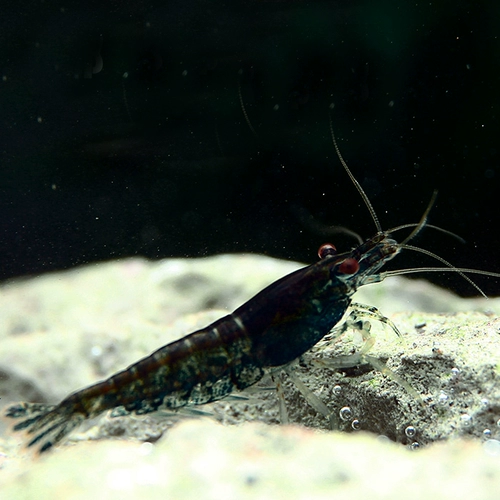 Наблюдение за креветками шоколадный рис -креветки черные король Kong Kong Rice Shrimp Pet Living Crimp