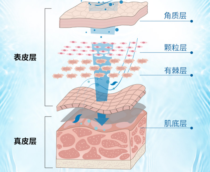 在一起,形成一個保護肌膚的屏障,它表面有一層皮脂和汗液的混合體即