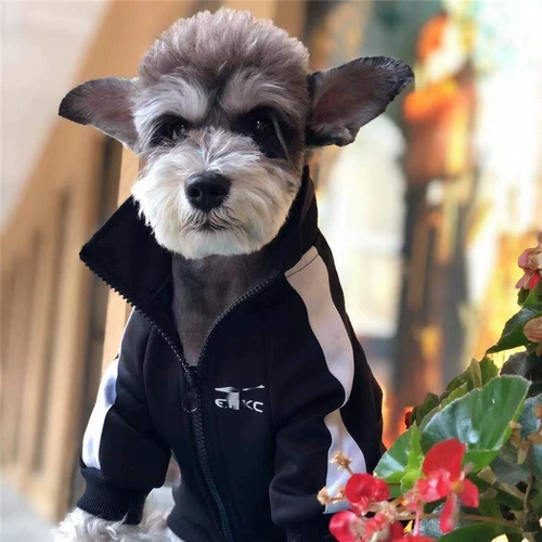 Осенний черный спортивный костюм, толстовка с молнией, куртка, популярно в интернете