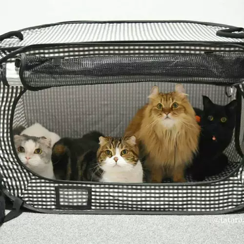 Японская импортная палатка для выхода на улицу, портативный домик, кот