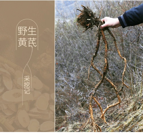 Gansu Astragalus Wild Astragalus 500 грамм неспецифических таблетков Huang's Qhengbei Aquatosterus можно сопоставить с партией Angelica Ginseng