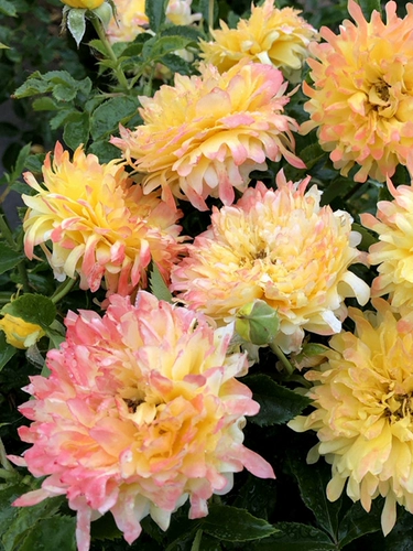 Садовые пожарные садовые волны Хайди вертикальные розовые цветы странное многосезонное цветение, устойчивые к болезням рассаду