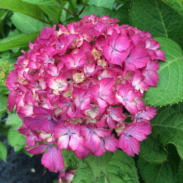 【海蒂的花园】 大花绣球 塞尔玛 八仙花 盆栽花卉植物 小苗