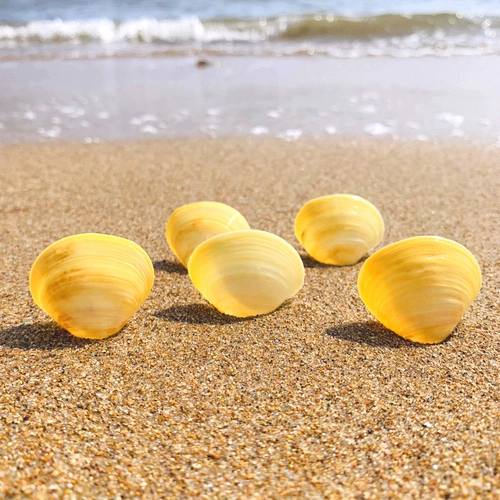 Яичная кровать натуральная раковина для маленькой раковины макет настенные наклейки