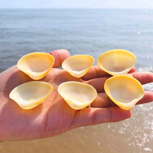 Яичная кровать натуральная раковина для маленькой раковины макет настенные наклейки